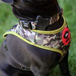 Brnx Collar Perro Camuflaje Small 4