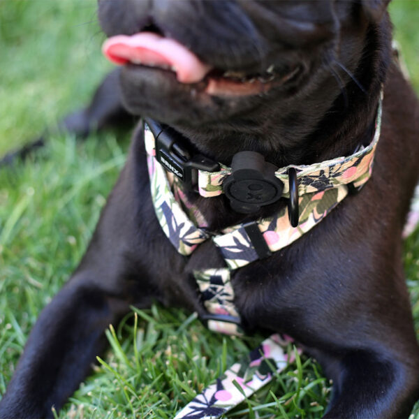 Brnx Collar Perro Forest Pink Small 5